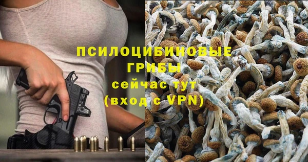 прущие грибы Абинск